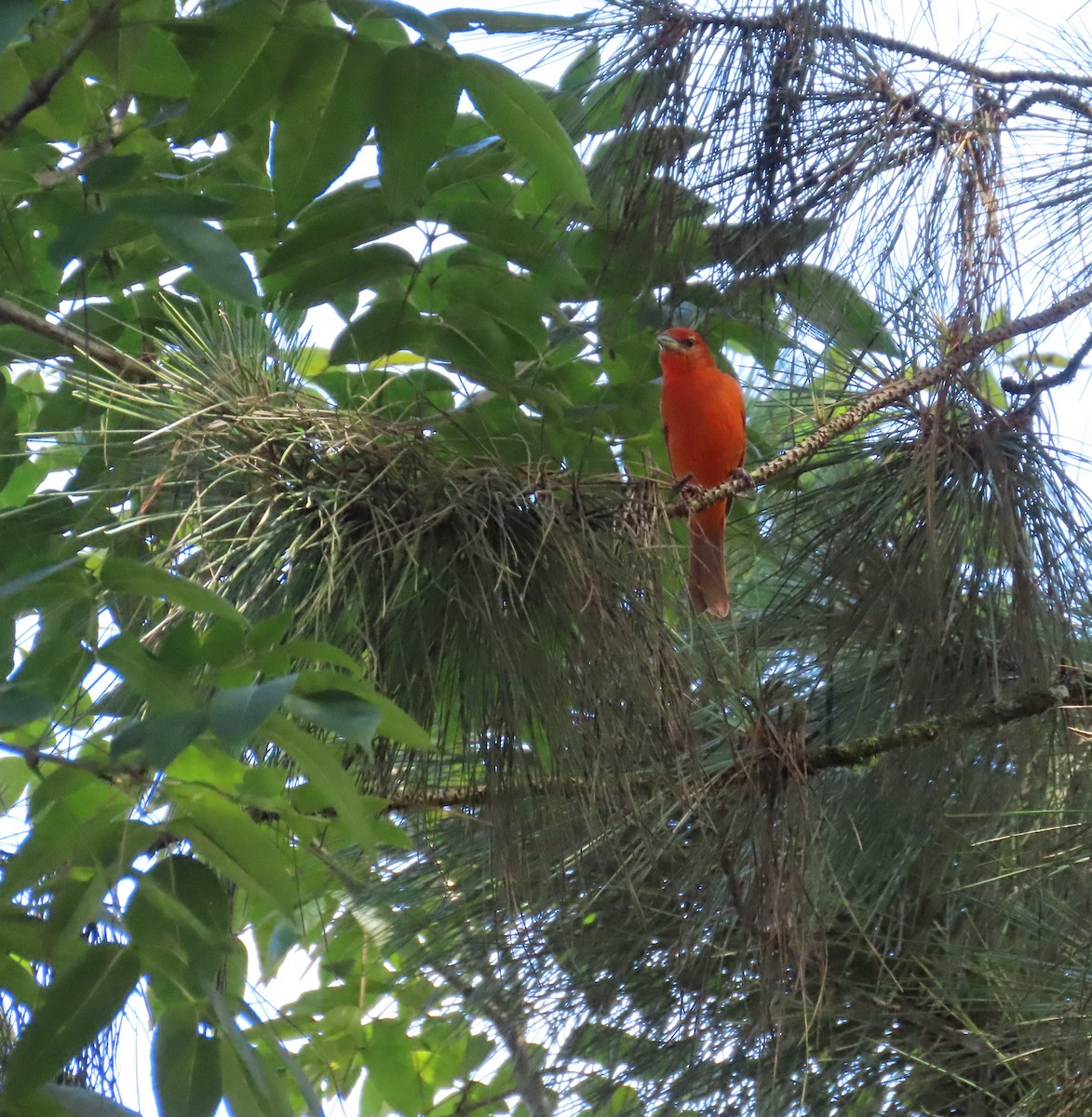 Hepatic Tanager - ML646334151