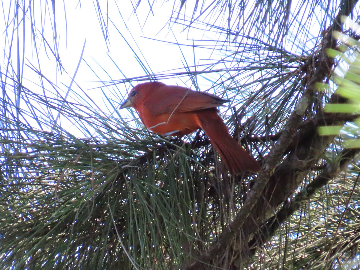 Hepatic Tanager - ML646334152