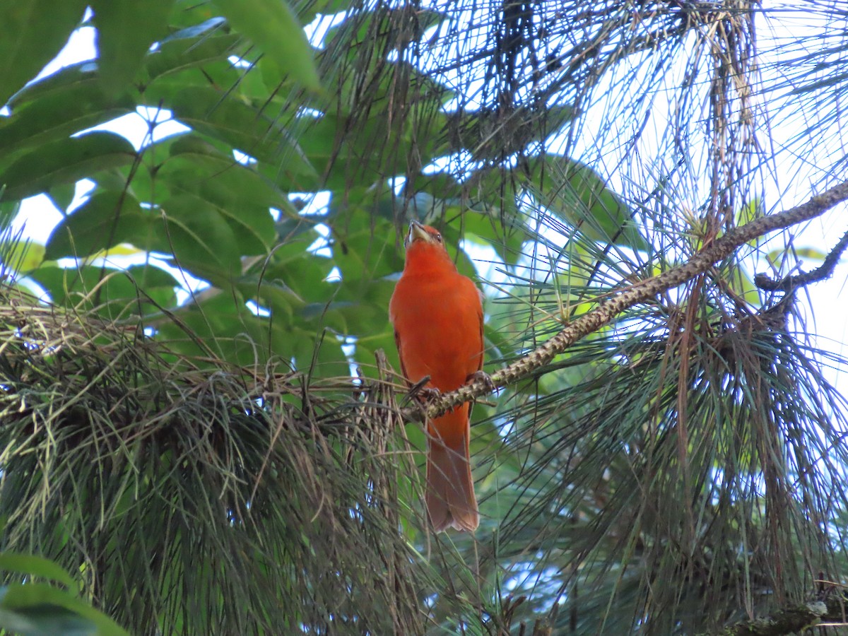 Hepatic Tanager - ML646334153
