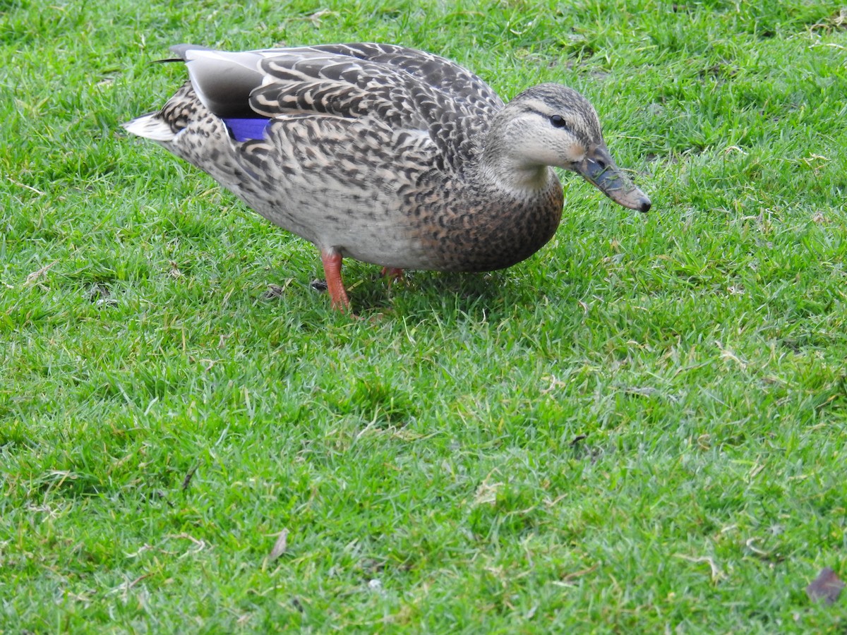 綠頭鴨 - ML646334157