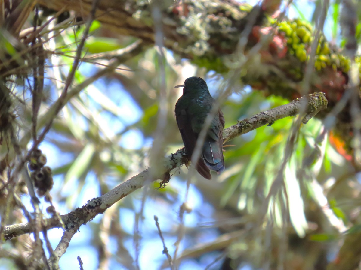 Lesser Violetear - ML646334158
