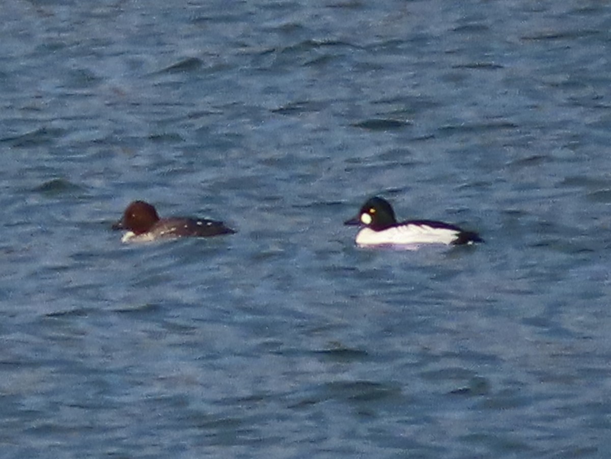 Common Goldeneye - ML646334160