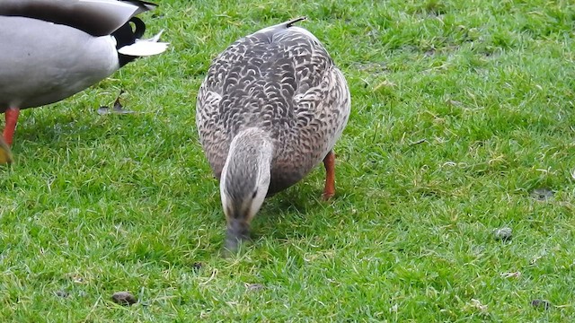 Mallard - ML646334166