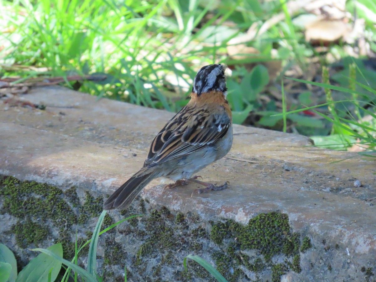 Rufous-collared Sparrow - ML646334169