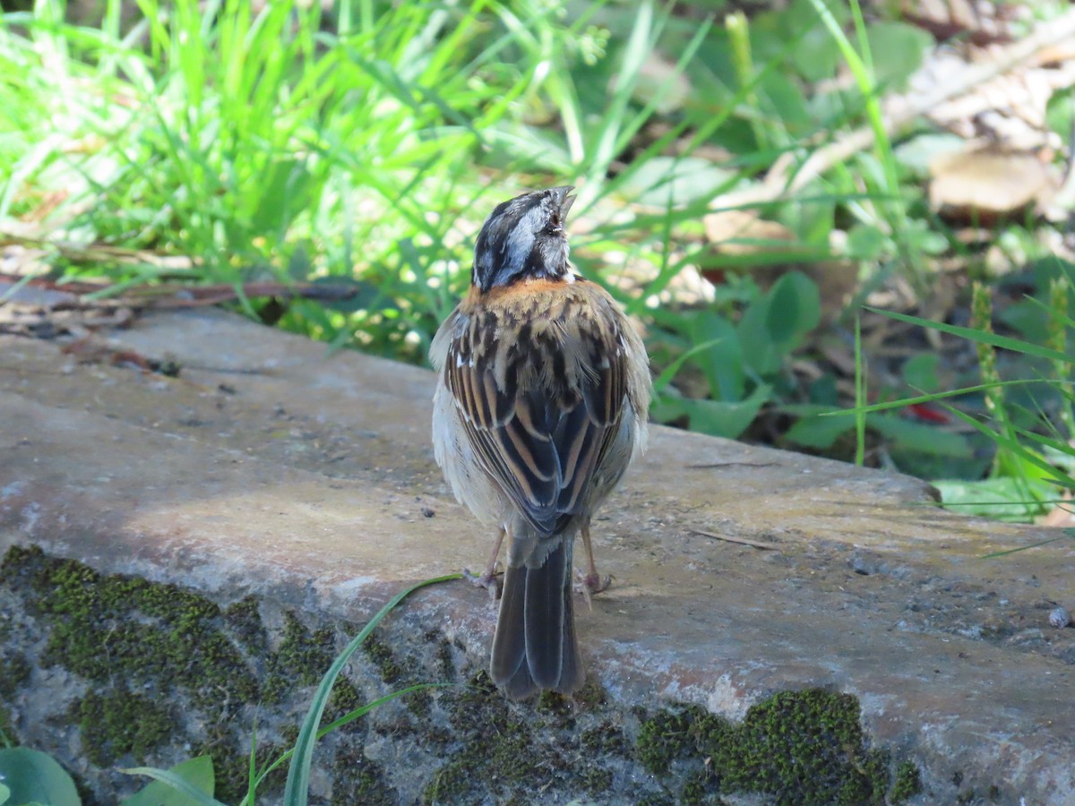 Rufous-collared Sparrow - ML646334170