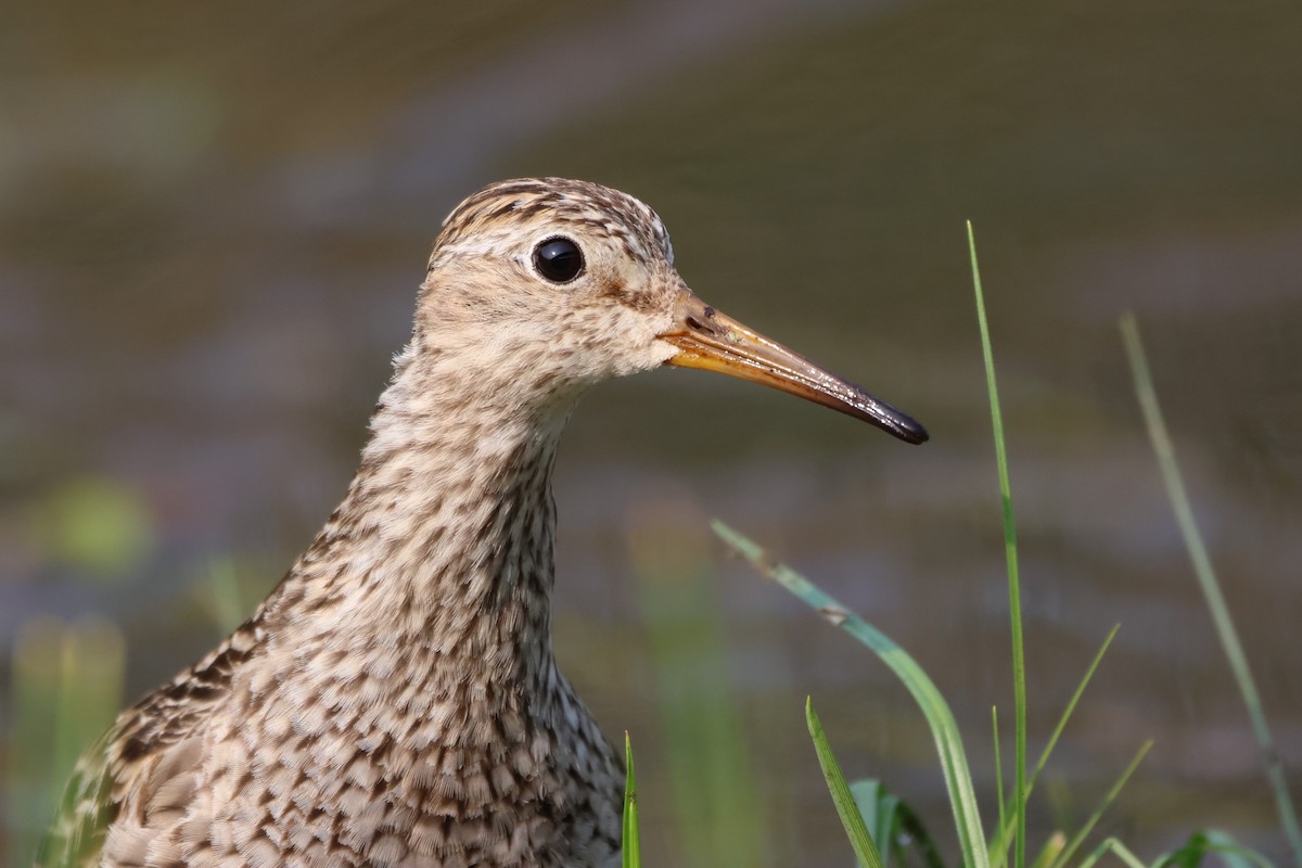 jespák skvrnitý - ML646334172