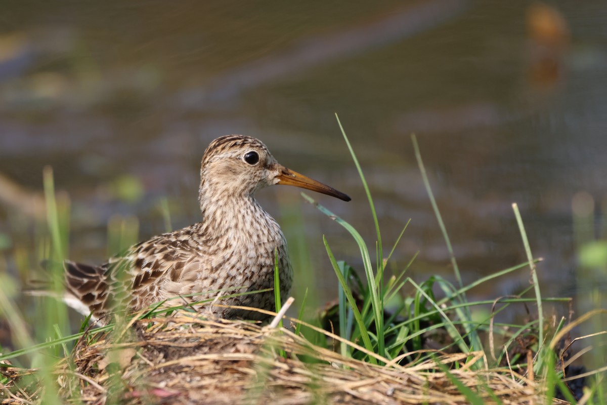 jespák skvrnitý - ML646334173