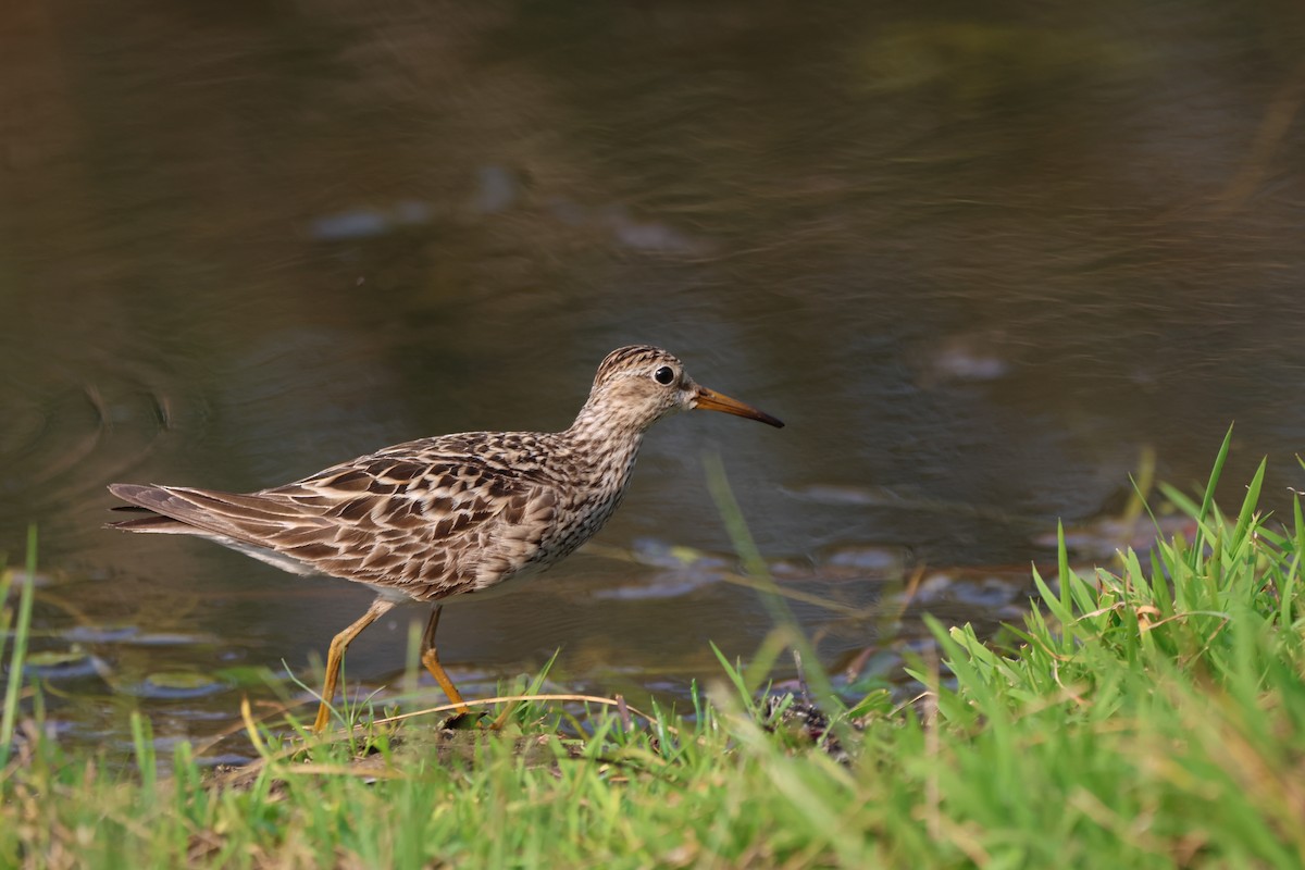 jespák skvrnitý - ML646334174