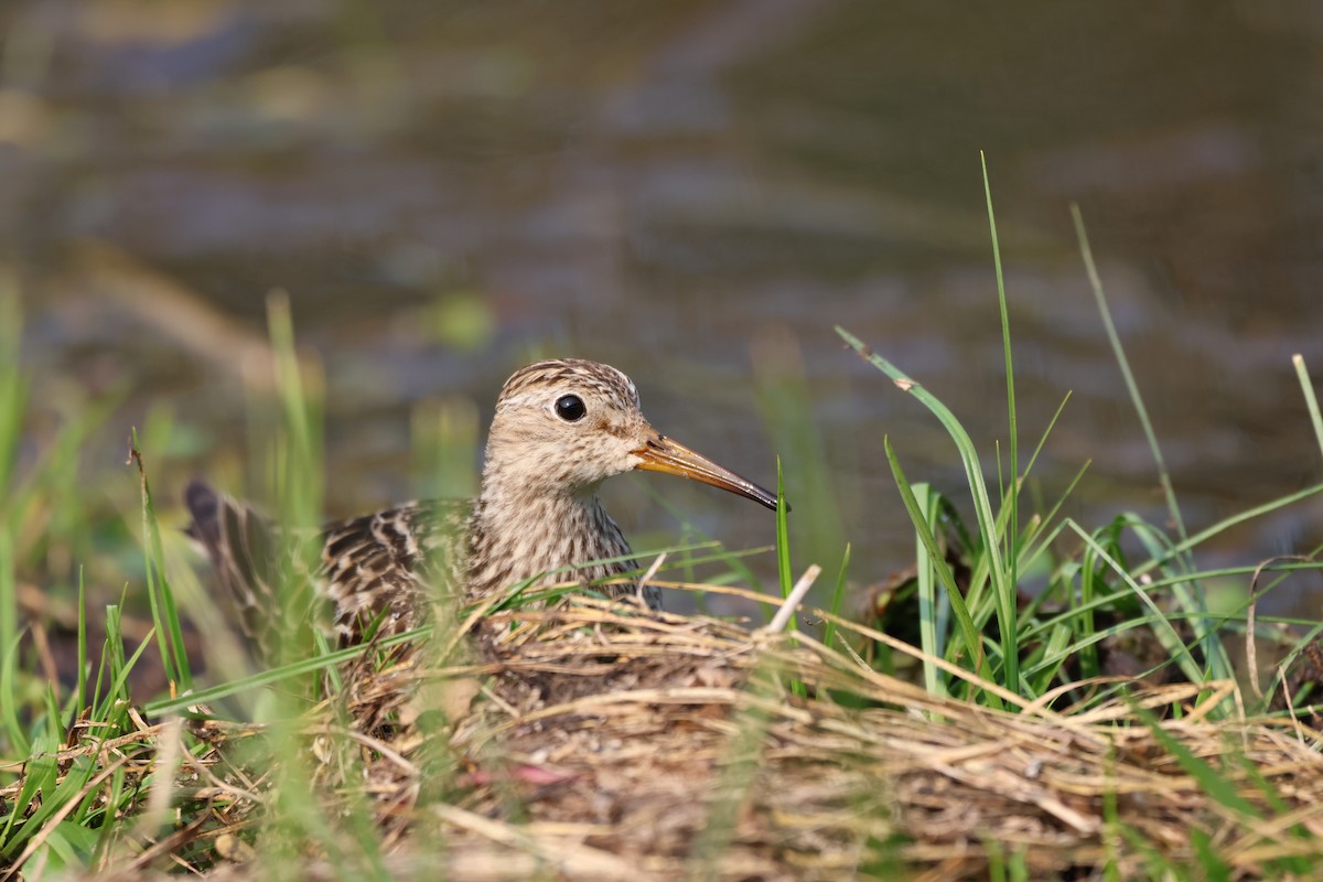 jespák skvrnitý - ML646334175