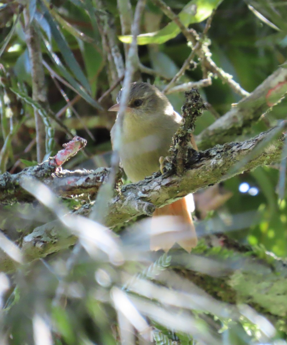 Crested Spinetail - ML646334181