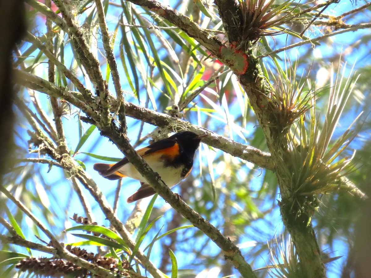סבכון חכלילי - ML646334185