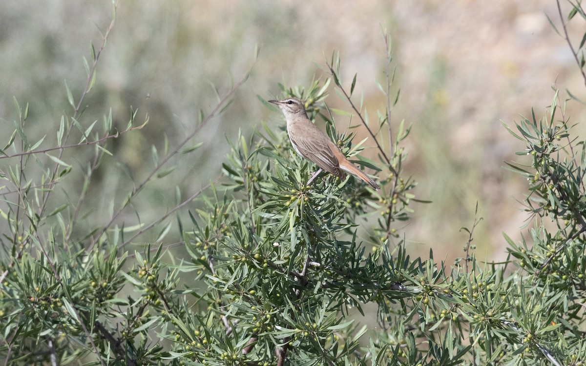 Rufous-tailed Scrub-Robin - ML646334191
