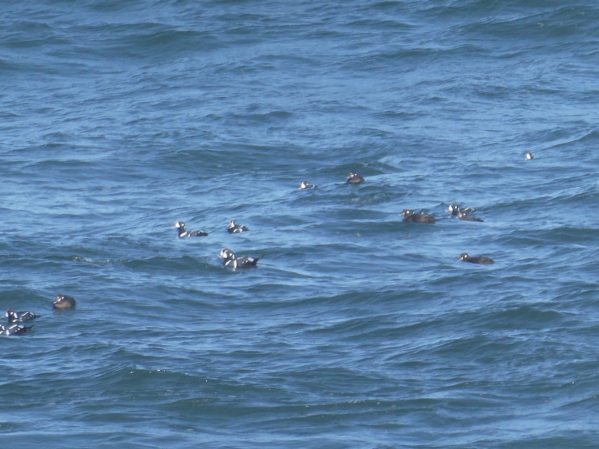 Harlequin Duck - ML646334193