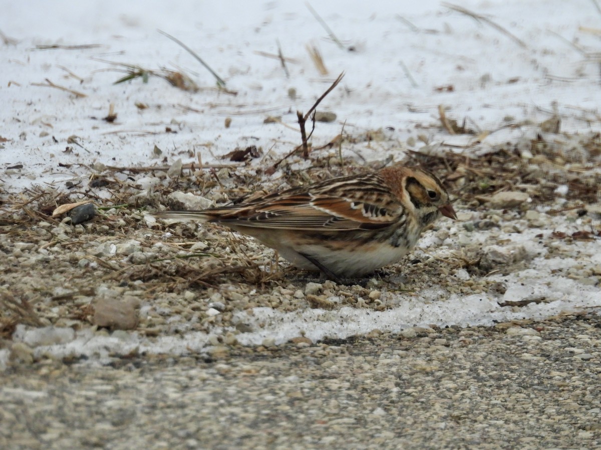 Spornammer - ML646334194