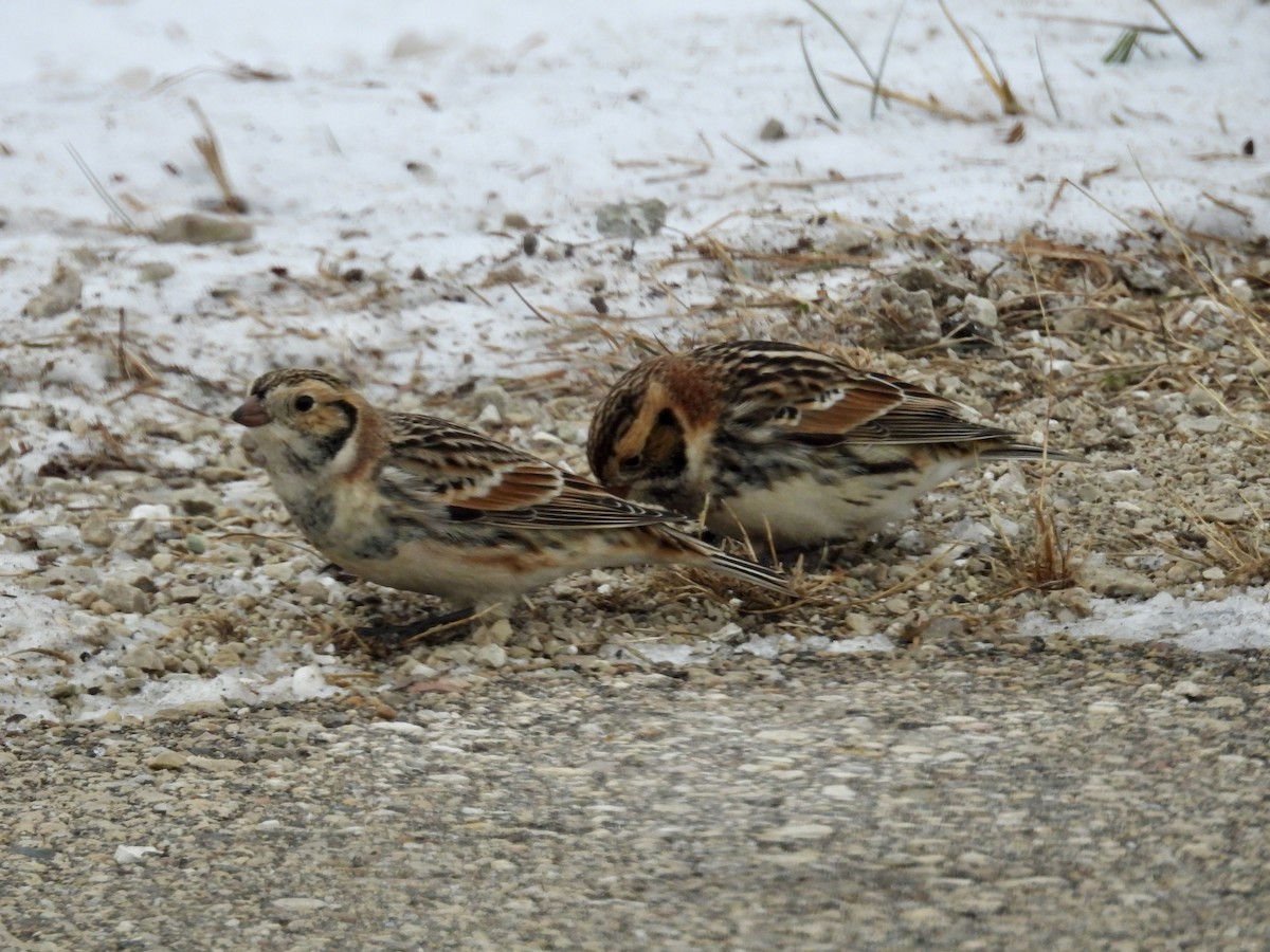 Spornammer - ML646334195