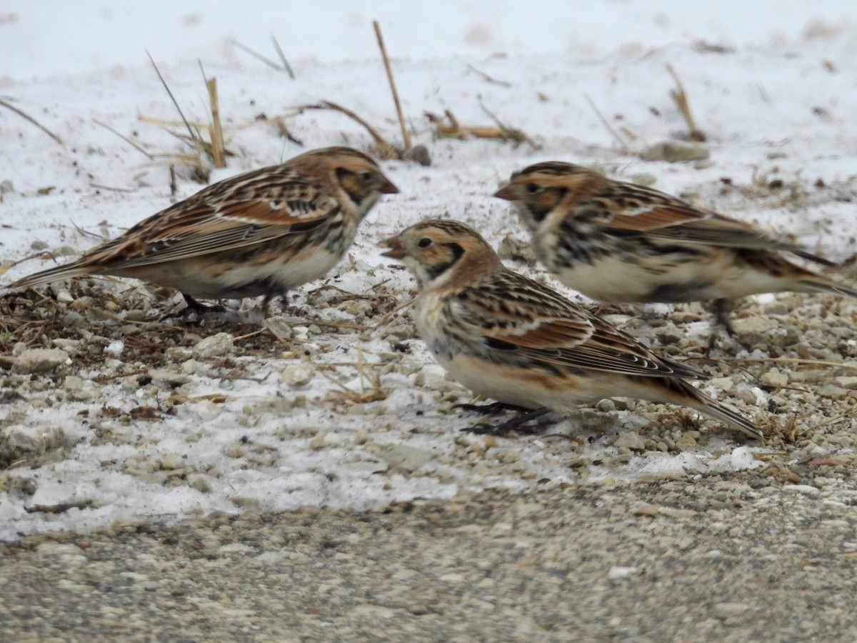 Spornammer - ML646334196