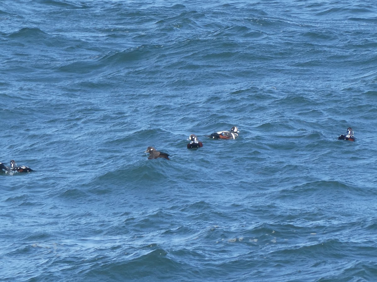 Harlequin Duck - ML646334200