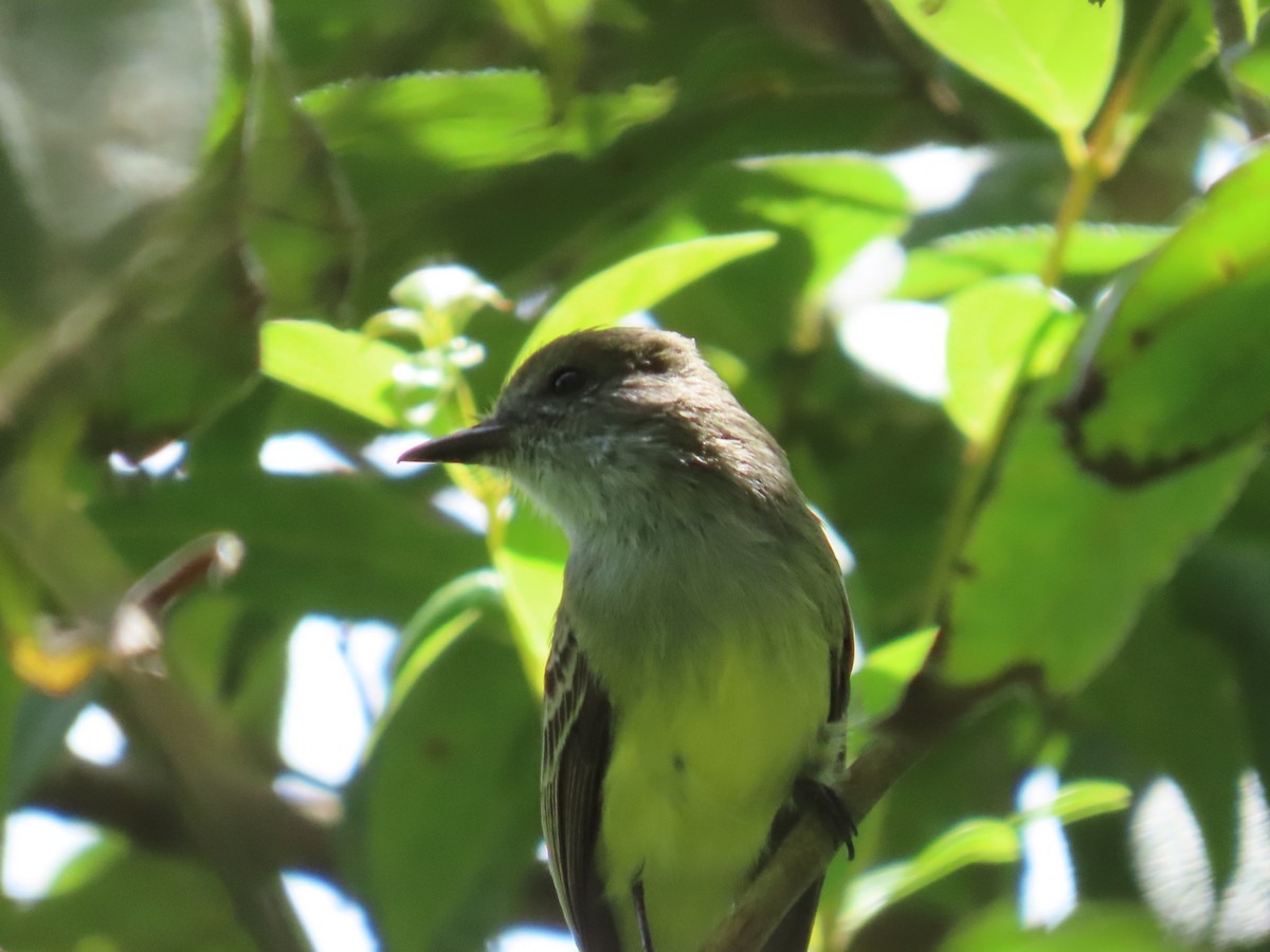 Pale-edged Flycatcher - ML646334201