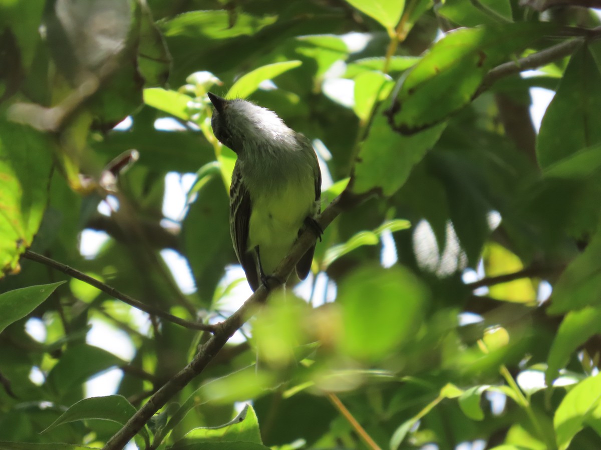 Pale-edged Flycatcher - ML646334202
