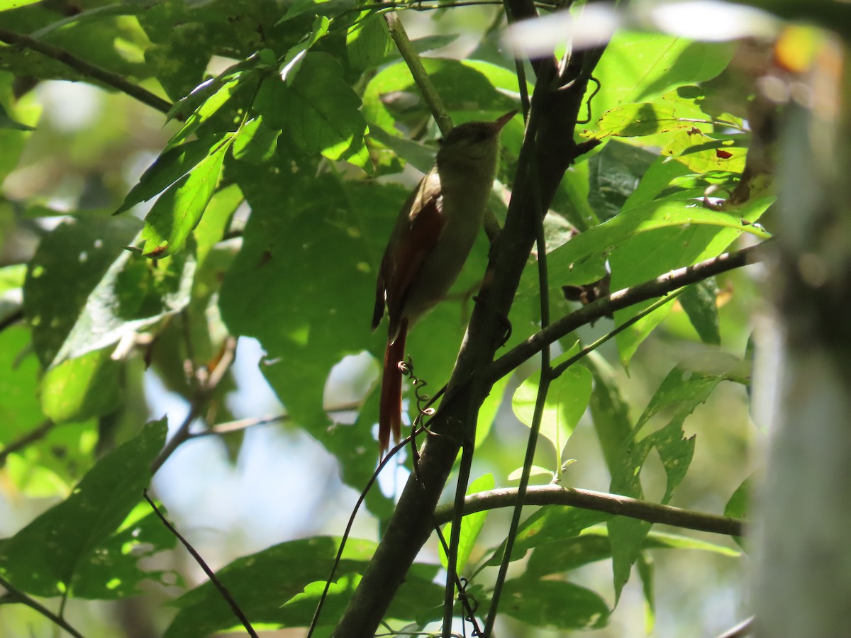 Crested Spinetail - ML646334205