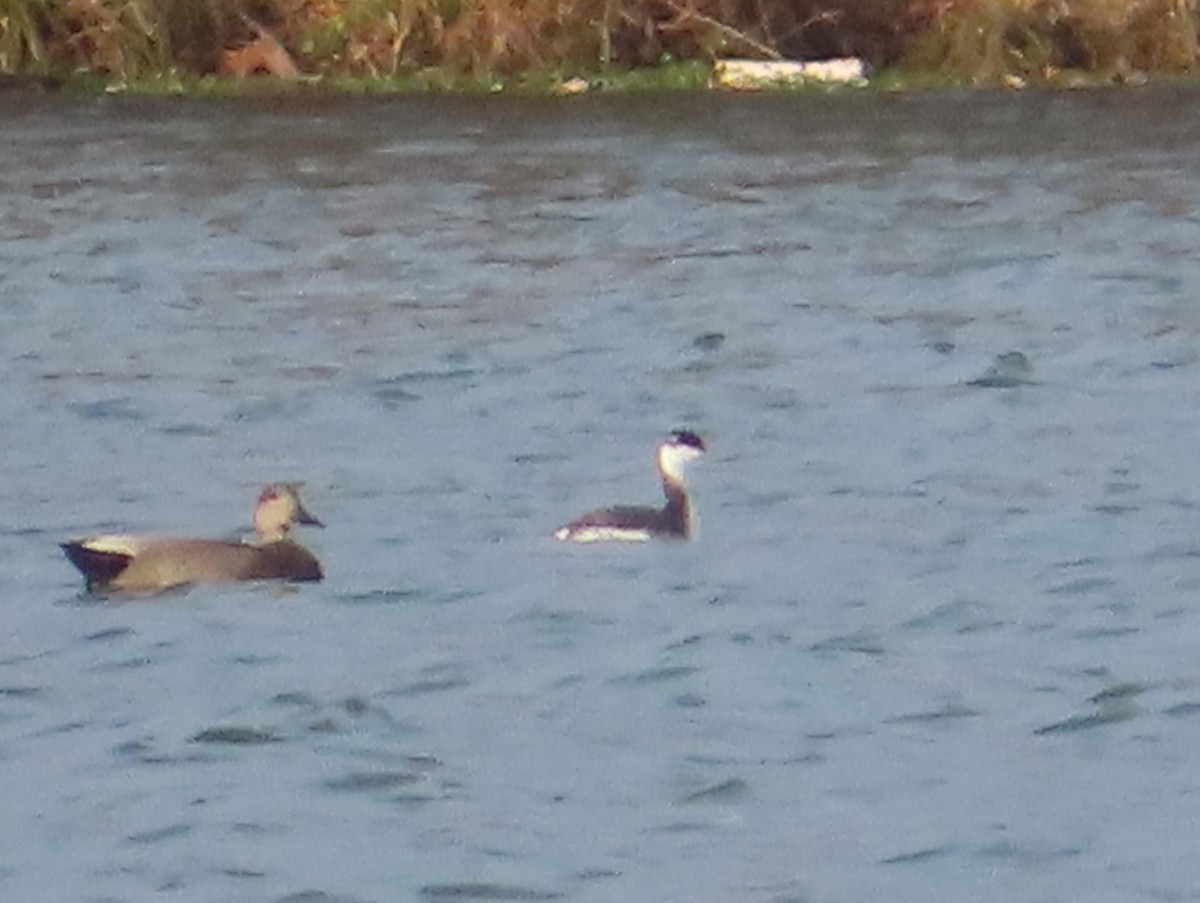 ミミカイツブリ - ML646334206