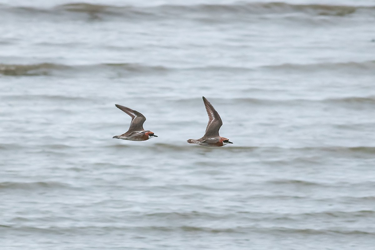 Siberian Sand-Plover - ML646334207