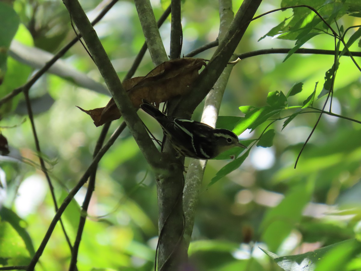 Black-and-white Warbler - ML646334211