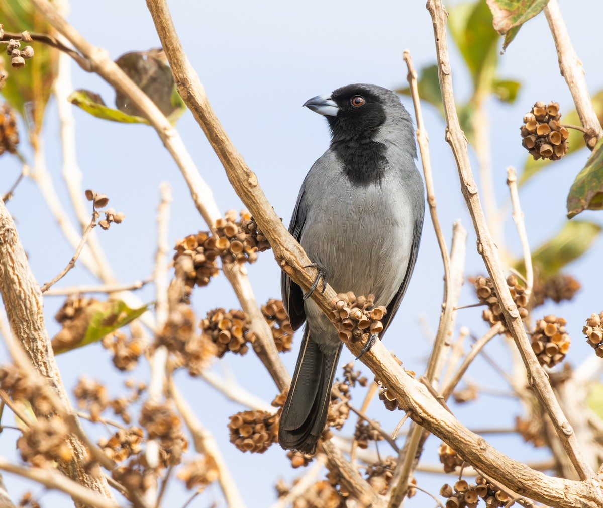 Black-faced Tanager - ML646334213