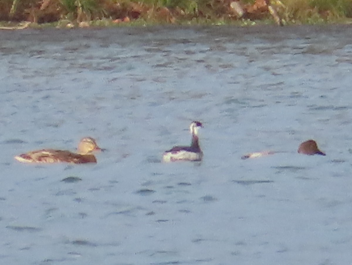 ミミカイツブリ - ML646334214