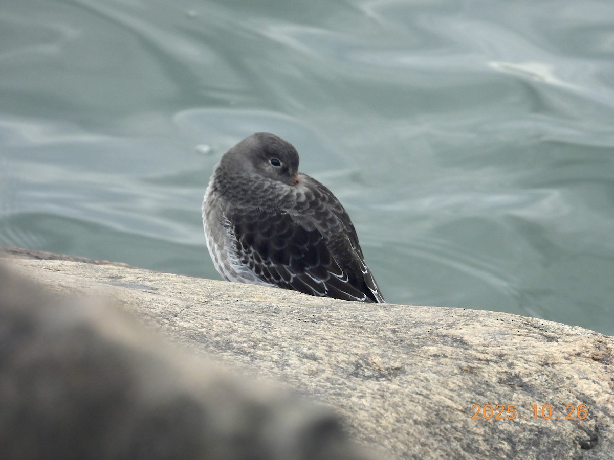 Побережник морський - ML646334225