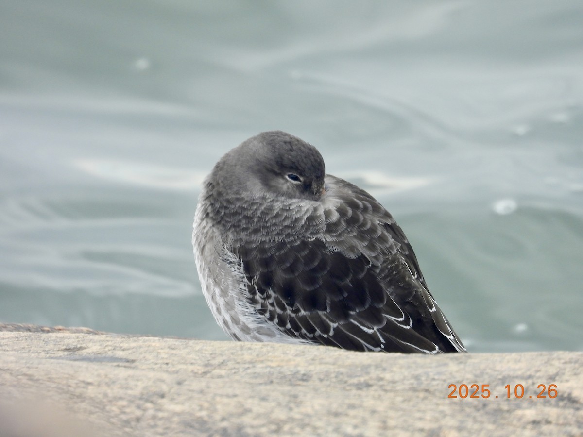 Побережник морський - ML646334226