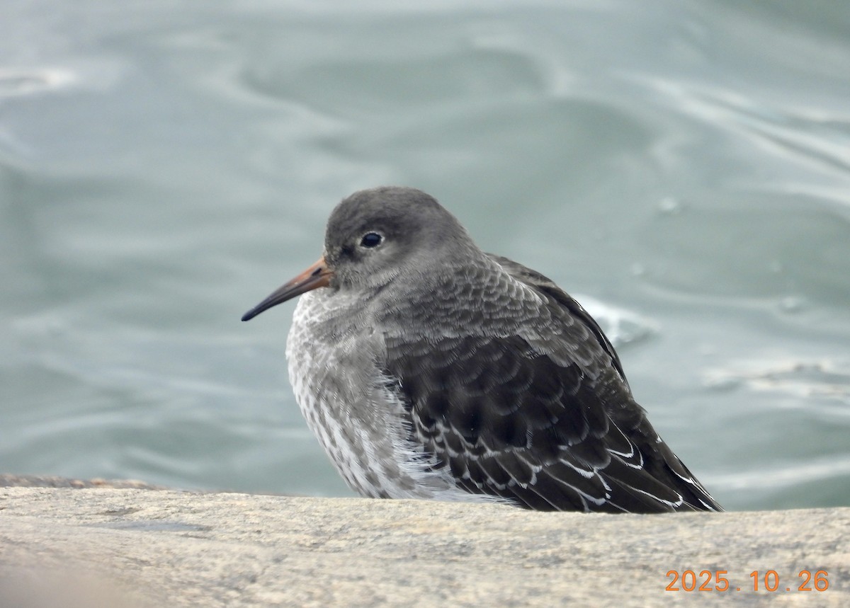 Побережник морський - ML646334227