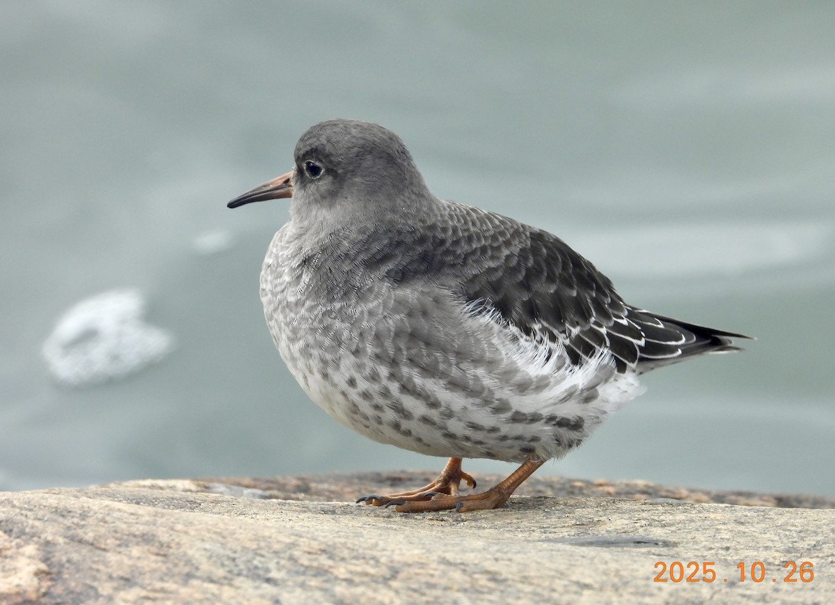 Побережник морський - ML646334228