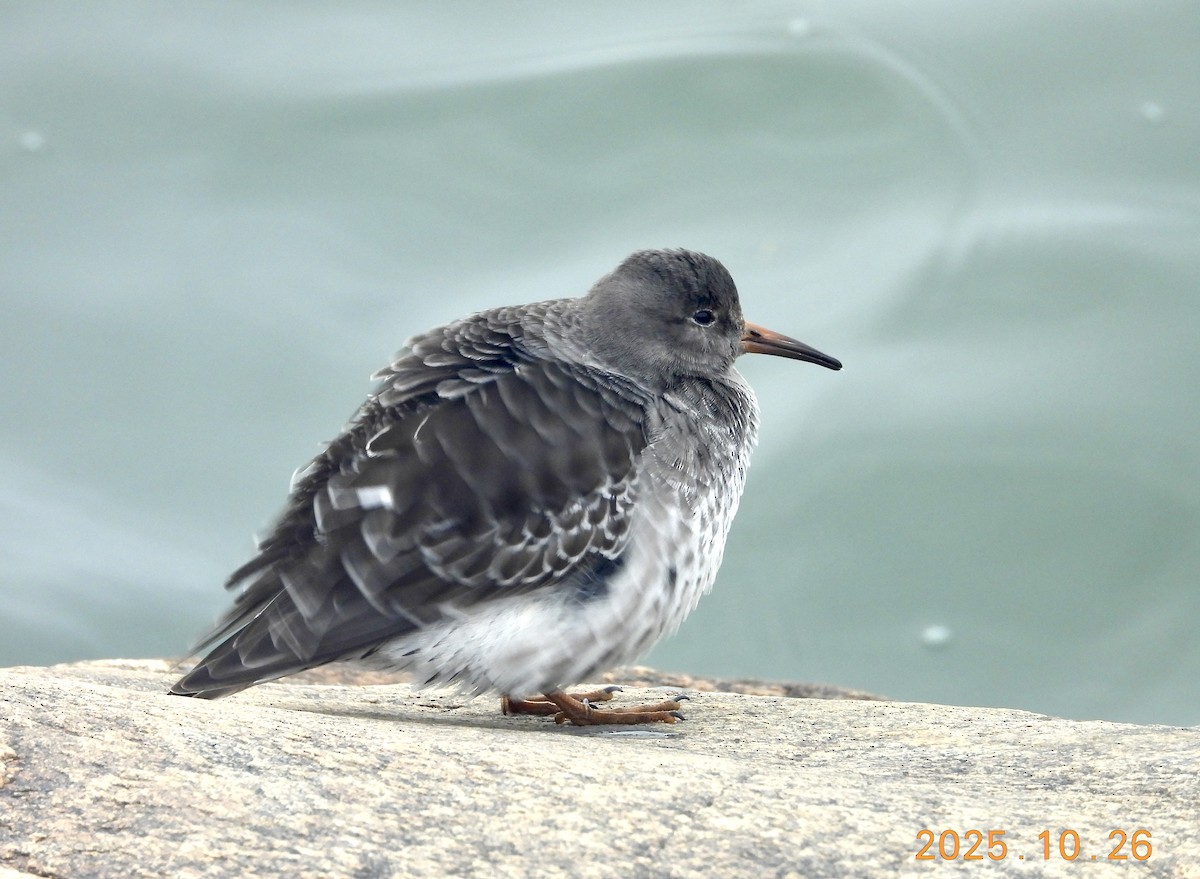 Побережник морський - ML646334229