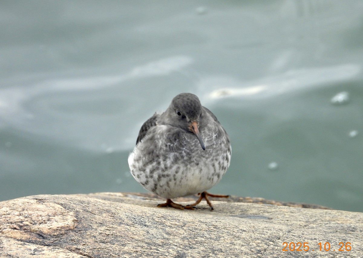 Побережник морський - ML646334230