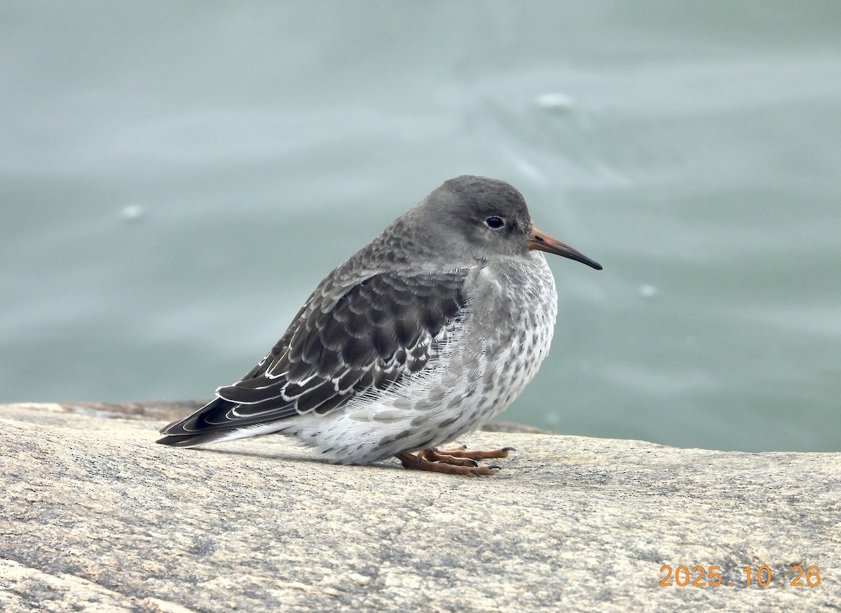 Побережник морський - ML646334231