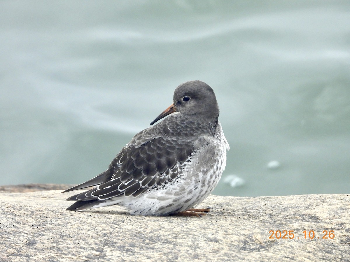 Побережник морський - ML646334232