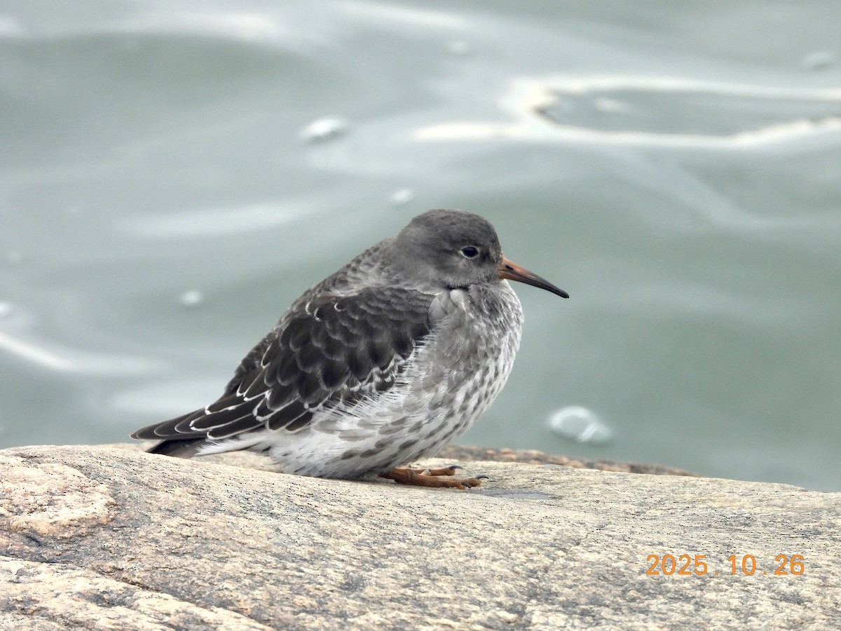 Побережник морський - ML646334233