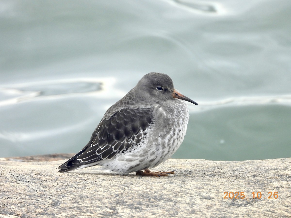 Побережник морський - ML646334234