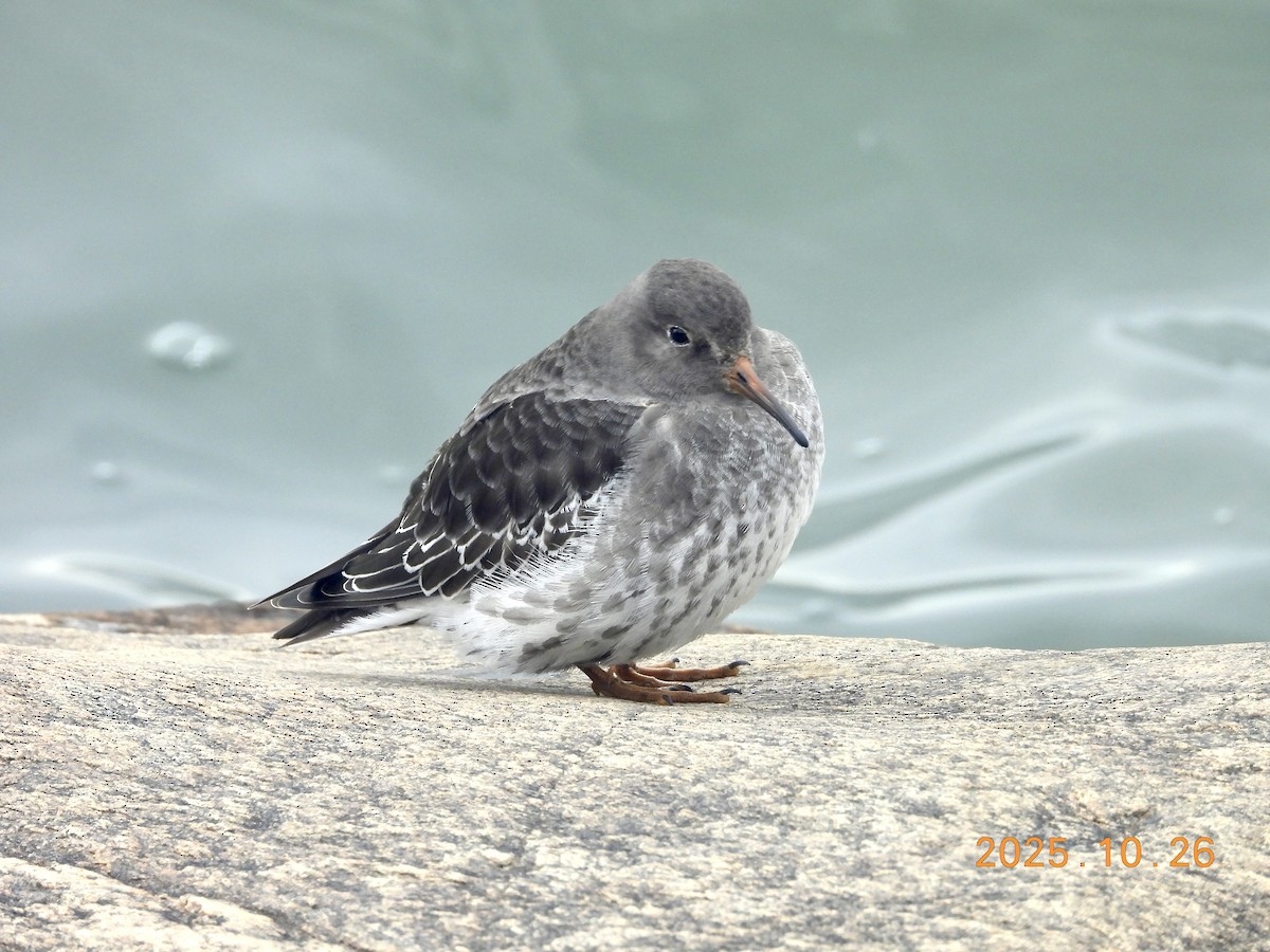 Побережник морський - ML646334235