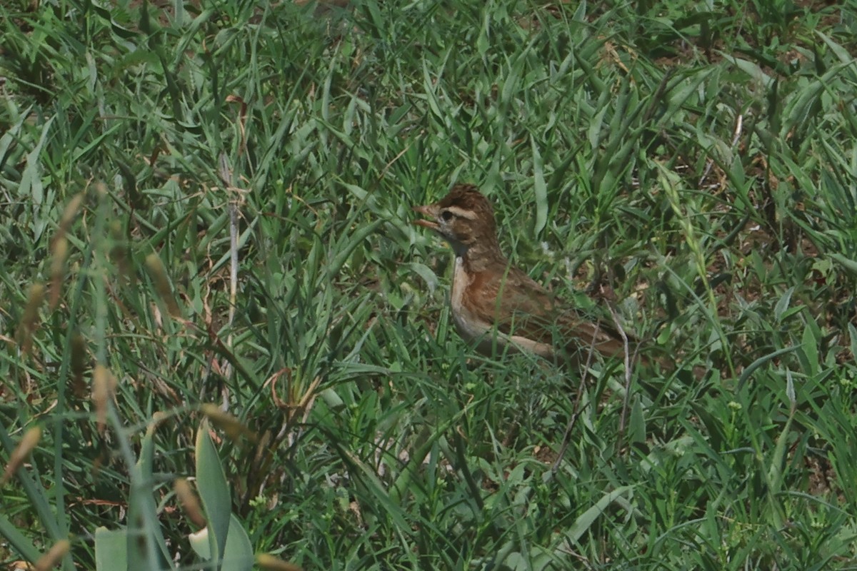 Жайворонок малий - ML646334242