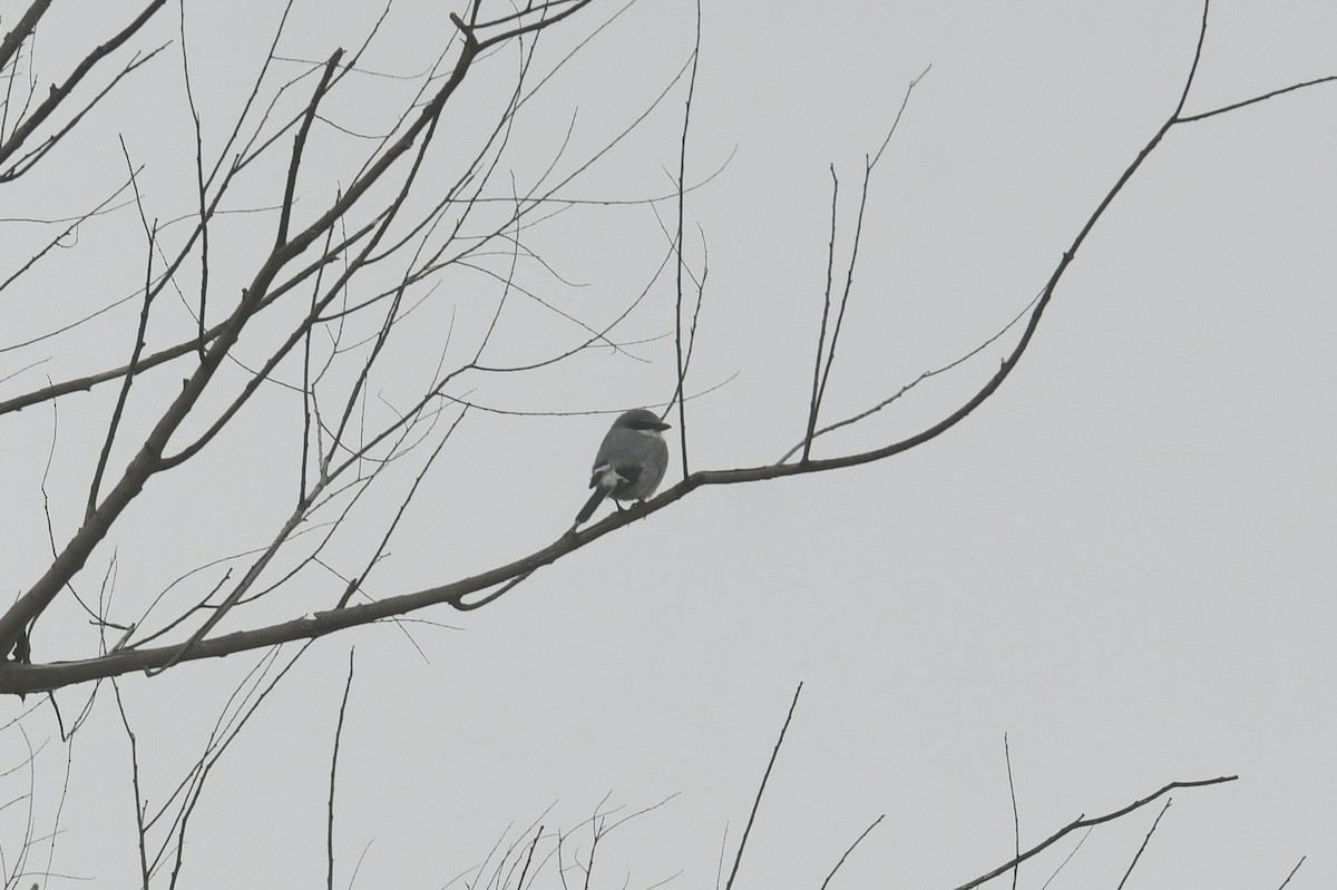 Loggerhead Shrike - ML646334243