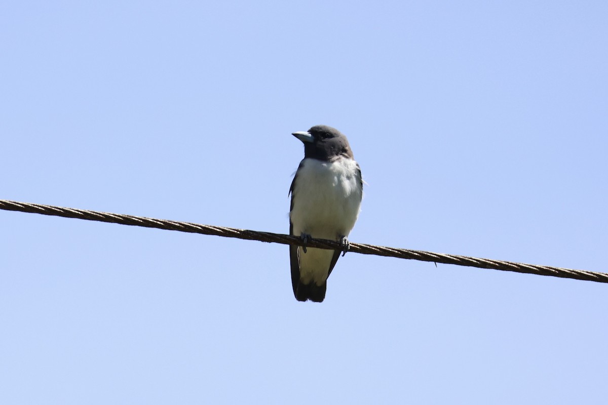 Римба смугаста - ML646334244