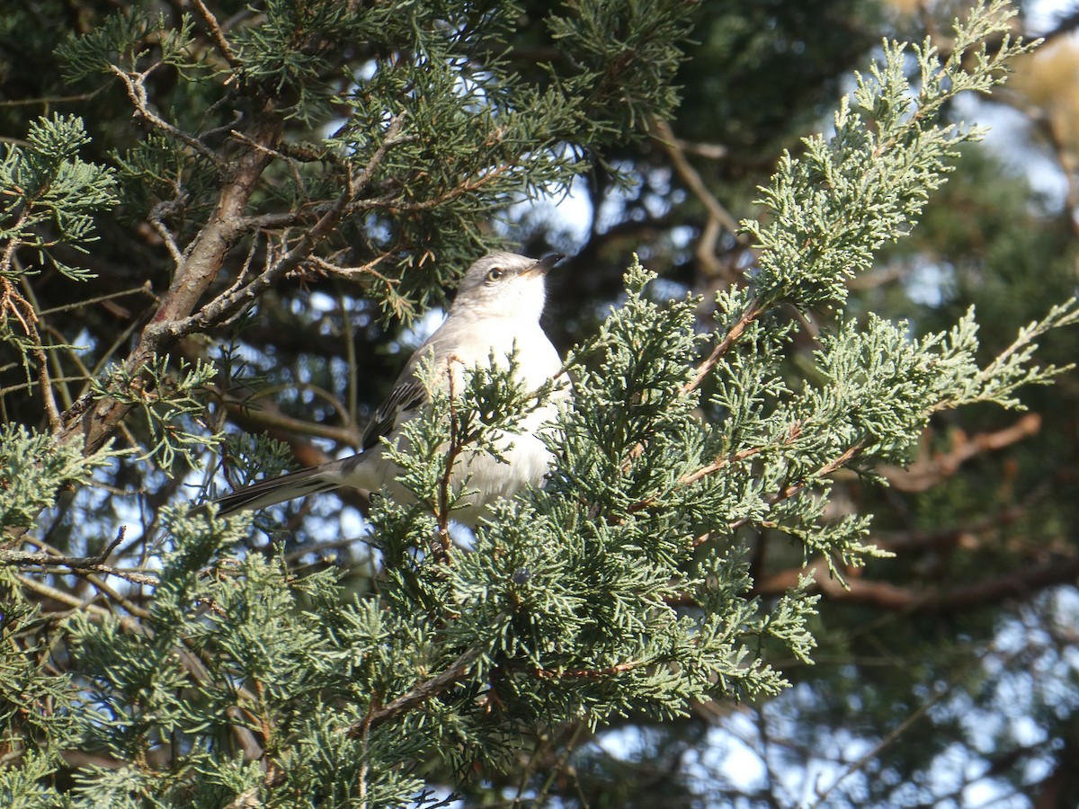 Пересмішник багатоголосий - ML646334246