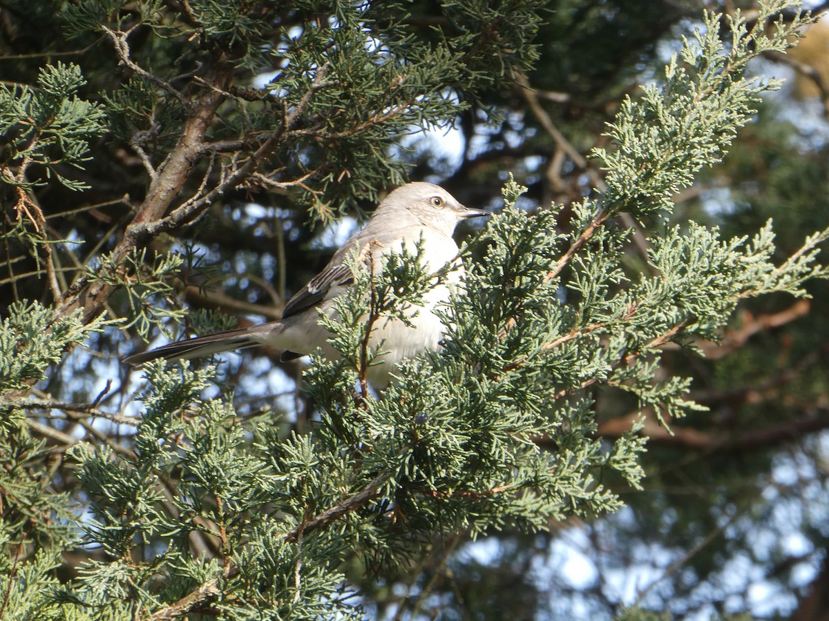 Пересмішник багатоголосий - ML646334247
