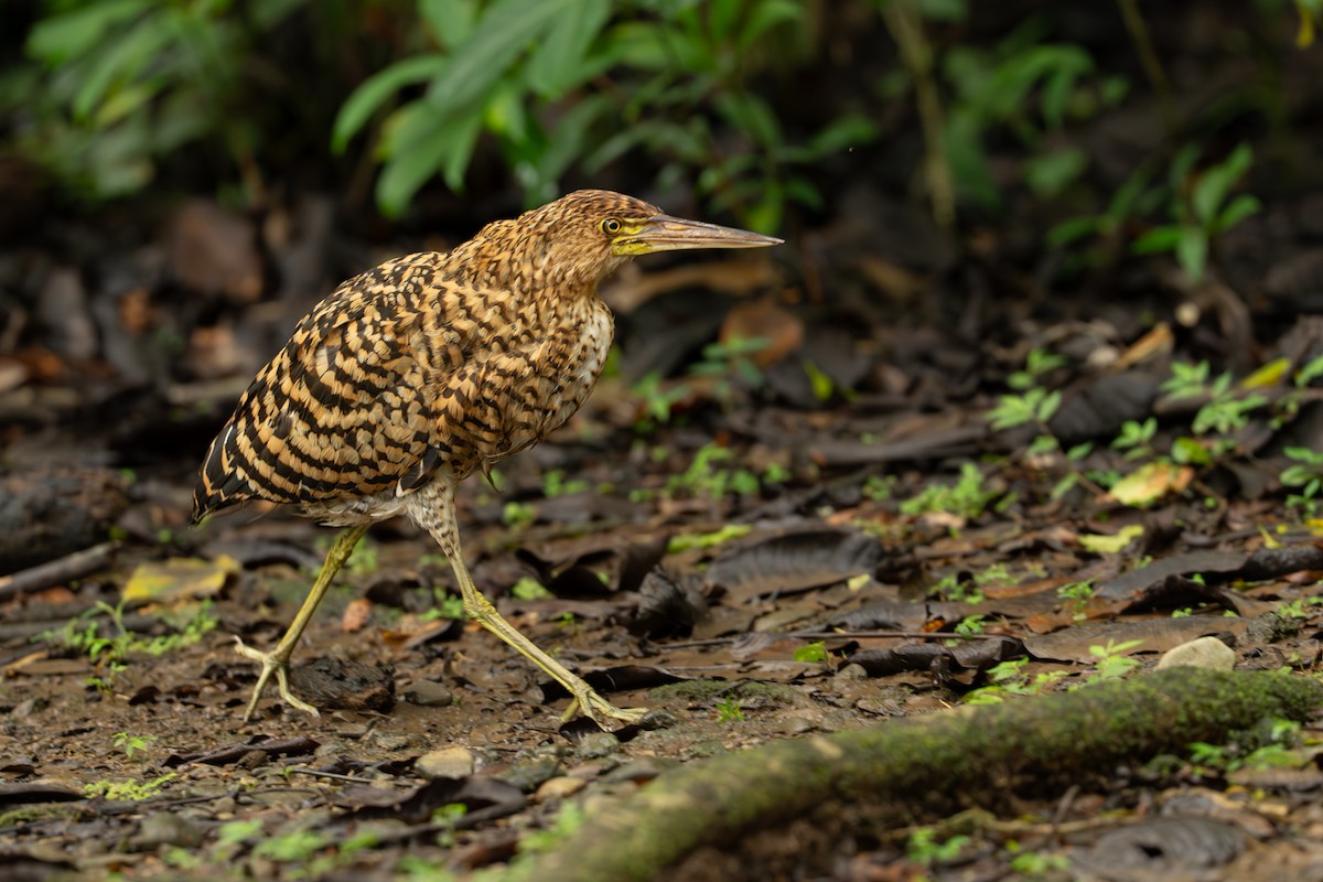 Бушля рудошия - ML646334249