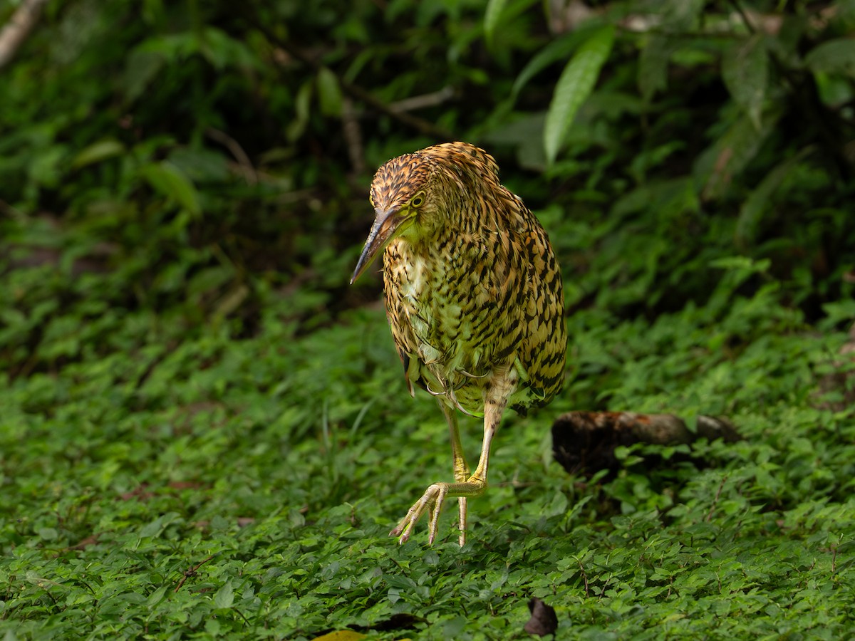 Бушля рудошия - ML646334250