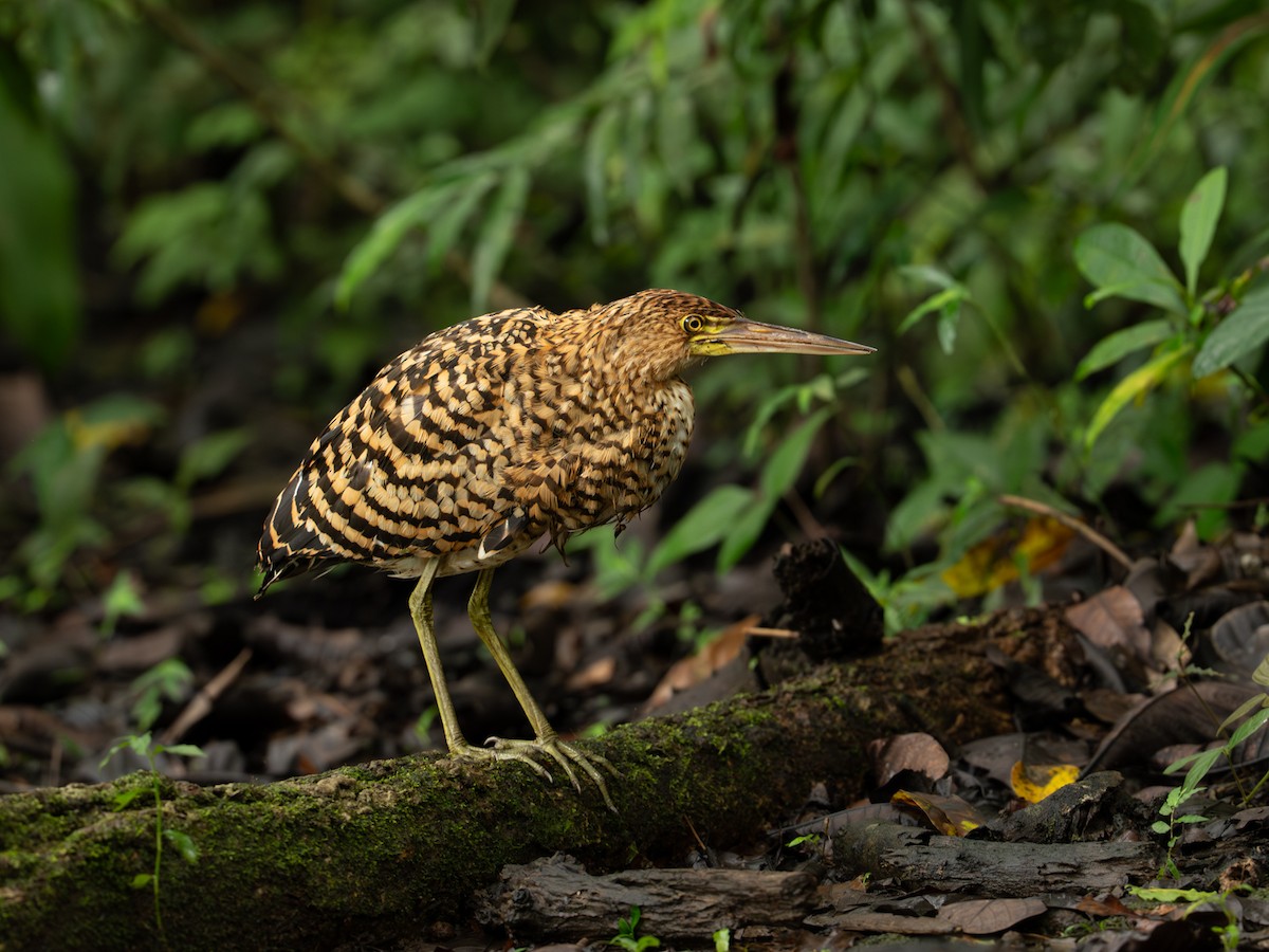 Бушля рудошия - ML646334251