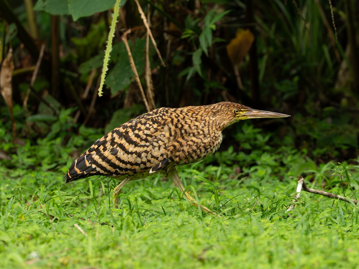 Бушля рудошия - ML646334252