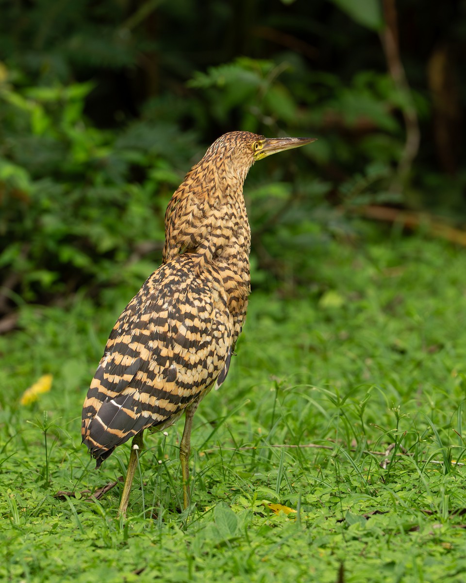 Бушля рудошия - ML646334253